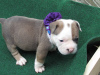 Photo №3. Adorable French Bulldog Puppies for a New Home. United States