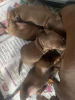 Photo №3. Miniature dachshund puppies. United States