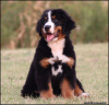 Photo №3. Bernese Mountain Dog puppies. Serbia