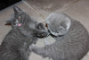 Photo №2 to announcement № 82111 for the sale of scottish fold - buy in Germany private announcement