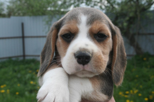 Photo №4. I will sell beagle in the city of Orsha. from nursery - price - 400$