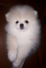 Photo №1. pomeranian - for sale in the city of Chelyabinsk | negotiated | Announcement № 9022