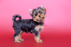 Photo №4. I will sell yorkshire terrier in the city of Krasnoyarsk. private announcement - price - Negotiated