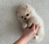 Photo №2 to announcement № 83572 for the sale of pomeranian - buy in United States private announcement