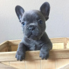 Photo №1. french bulldog - for sale in the city of San Salvador | negotiated | Announcement № 77640