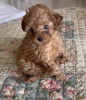Photo №1. poodle (toy) - for sale in the city of Berlin | Is free | Announcement № 80763