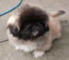 Additional photos: Pekingese puppies