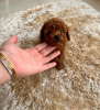 Photo №3. Cute Toy Poodle Puppies for Sale. Germany