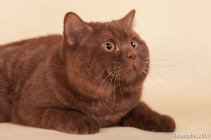 Photo №4. I will sell british shorthair in the city of Kirov. from nursery - price - negotiated