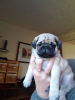 Photo №2 to announcement № 44313 for the sale of pug - buy in United States private announcement