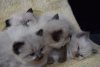 Photo №3. Vaccinated Ragdoll Kittens for Sale available now for caring homes. United States