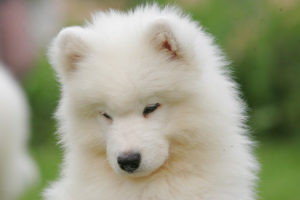 Photo №2 to announcement № 4084 for the sale of samoyed dog - buy in Russian Federation from nursery, breeder
