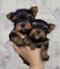 Photo №1. yorkshire terrier - for sale in the city of Lazise | 370$ | Announcement № 81113
