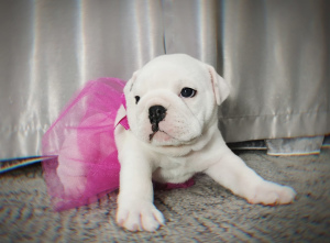 Photo №2 to announcement № 3719 for the sale of english bulldog - buy in Russian Federation private announcement
