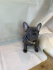 Photo №2 to announcement № 115814 for the sale of french bulldog - buy in Germany private announcement