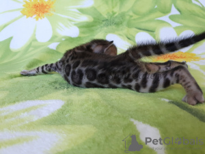 Photo №1. bengal cat - for sale in the city of Miass | negotiated | Announcement № 7241