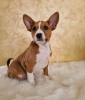 Photo №1. basenji - for sale in the city of Афины | 317$ | Announcement № 98646