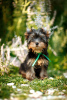 Additional photos: I offer Yorkshire terrier puppies for sale