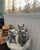 Photo №1. russian blue - for sale in the city of Berlin | 264$ | Announcement № 123376