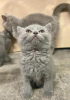 Photo №1. british shorthair - for sale in the city of Gelsenkirchen | 264$ | Announcement № 95800