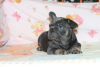 Photo №4. I will sell french bulldog in the city of Kiev. breeder - price - 2444$