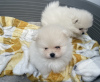 Photo №2 to announcement № 101839 for the sale of pomeranian - buy in United States private announcement