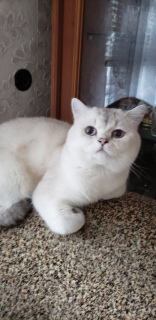 Photo №4. I will sell british shorthair in the city of Nikopol. from nursery - price - 300$