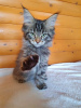 Photo №4. I will sell maine coon in the city of Kharkov. from nursery - price - 477$