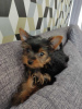 Photo №1. yorkshire terrier - for sale in the city of Дрезден | 280$ | Announcement № 119351