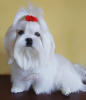 Photo №1. maltese dog - for sale in the city of Kiev | 700$ | Announcement № 62410