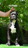 Photo №4. I will sell cane corso in the city of Prilep. breeder - price - 1040$