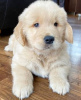 Photo №1. golden retriever - for sale in the city of Erlangen | 423$ | Announcement № 116151