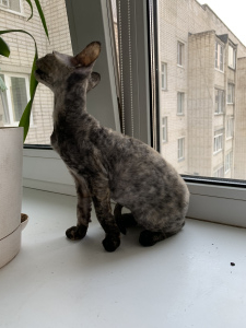 Photo №2 to announcement № 2186 for the sale of devon rex - buy in Russian Federation private announcement