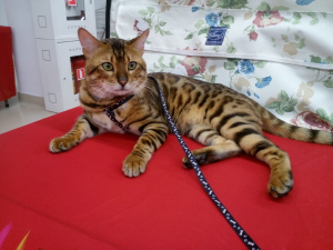 Photo №2 to announcement № 7114 for the sale of bengal cat - buy in Belarus private announcement, from nursery