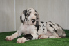 Photo №3. Great Dane, puppies. Russian Federation