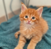 Additional photos: Healthy cute adorable Maine coon kittens available now for sell