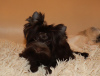 Photo №1. beaver yorkshire terrier - for sale in the city of Minsk | negotiated | Announcement № 17610