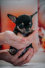 Photo №4. I will sell chihuahua in the city of Poltava. private announcement, from nursery, breeder - price - 1457$