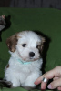 Additional photos: Havanese puppies