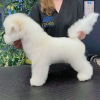 Photo №2 to announcement № 20862 for the sale of bichon frise - buy in France from nursery