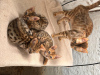 Photo №2 to announcement № 124019 for the sale of bengal cat - buy in Germany private announcement