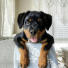 Photo №1. rottweiler - for sale in the city of Abu Dhabi | negotiated | Announcement № 47274