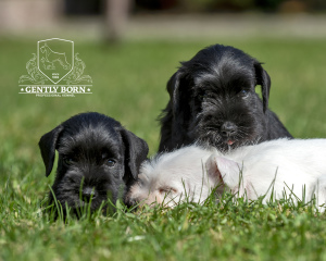 Photo №2 to announcement № 3309 for the sale of schnauzer - buy in Russian Federation private announcement, from nursery, breeder