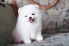 Photo №2 to announcement № 44030 for the sale of pomeranian - buy in Switzerland private announcement