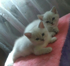 Photo №4. I will sell british shorthair in the city of Minsk. private announcement - price - 70$