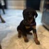 Photo №4. I will sell dobermann in the city of Munich. from nursery, breeder - price - 1057$