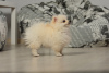 Photo №1. pomeranian - for sale in the city of Warsaw | 1092$ | Announcement № 10484