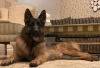 Photo №4. I will sell german shepherd in the city of Kharkov. private announcement, from nursery, breeder - price - 650$