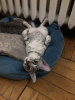 Additional photos: EGYPTIAN MAU KITTENS