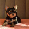 Photo №3. Yorkshire Terrier.. Germany